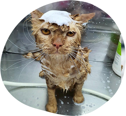 Tips To Ensure Effective Cat Grooming